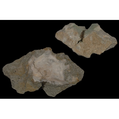 Fossiele Oester - Beckum